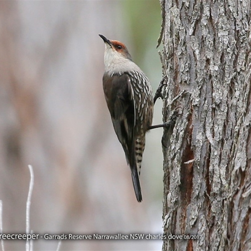 Climacteris erythrops