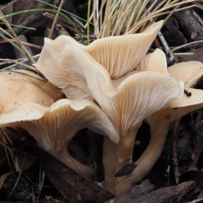 Clitocybe s. l.