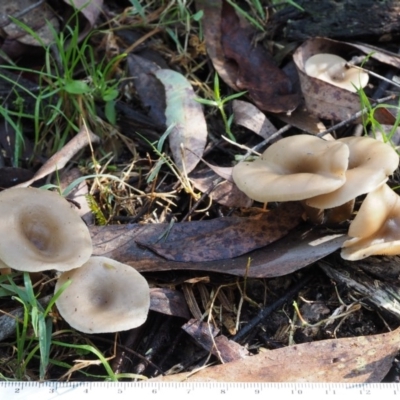 Clitocybe s. l.