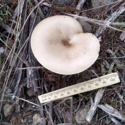 Clitocybe s.l.