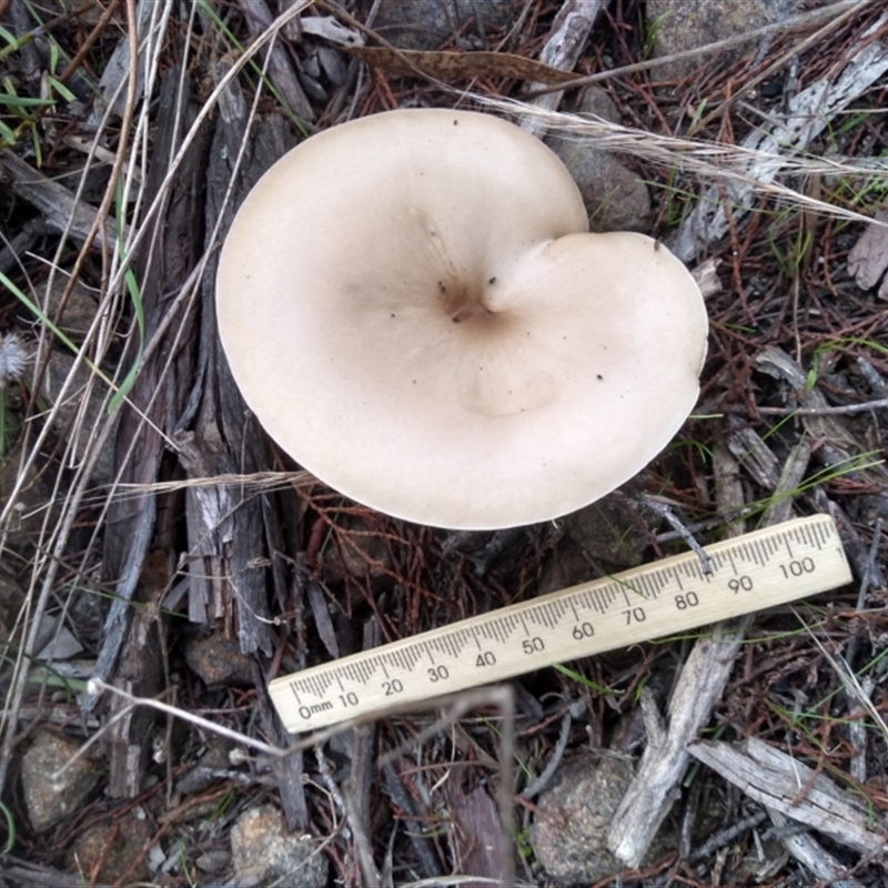 Clitocybe s.l.