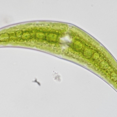 Closterium sp.