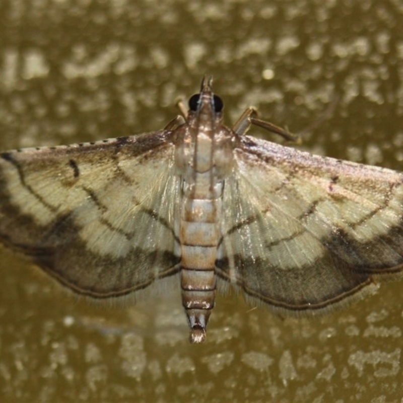 Cnaphalocrocis poeyalis