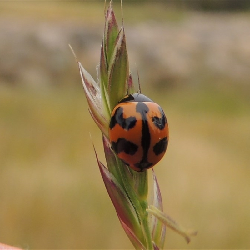 Coccinella transversalis