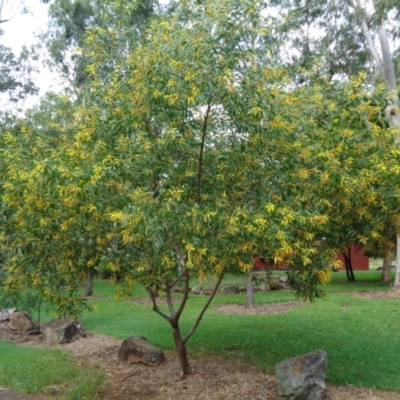 Acacia aulacocarpa