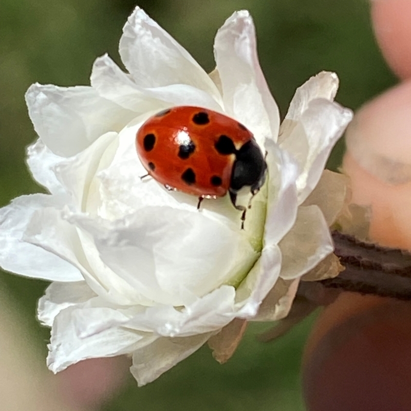 Coccinella undecimpunctata