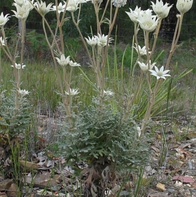 Actinotus helianthi