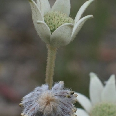 Actinotus helianthi