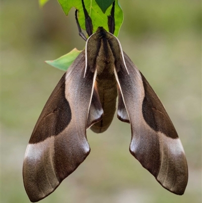 Coequosa triangularis