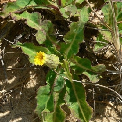 Actites megalocarpus