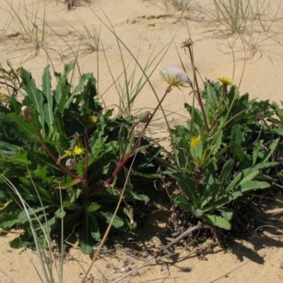 Actites megalocarpus