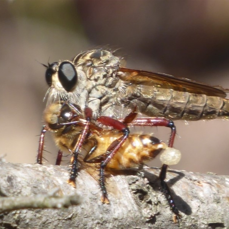 Colepia sp. (genus)