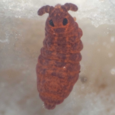 COLLEMBOLA (class)