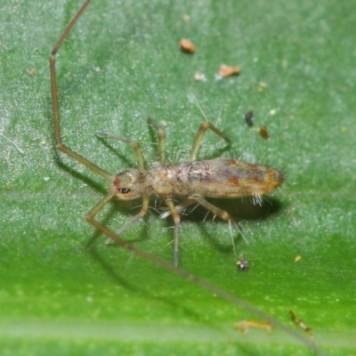 Collembola sp. (class)