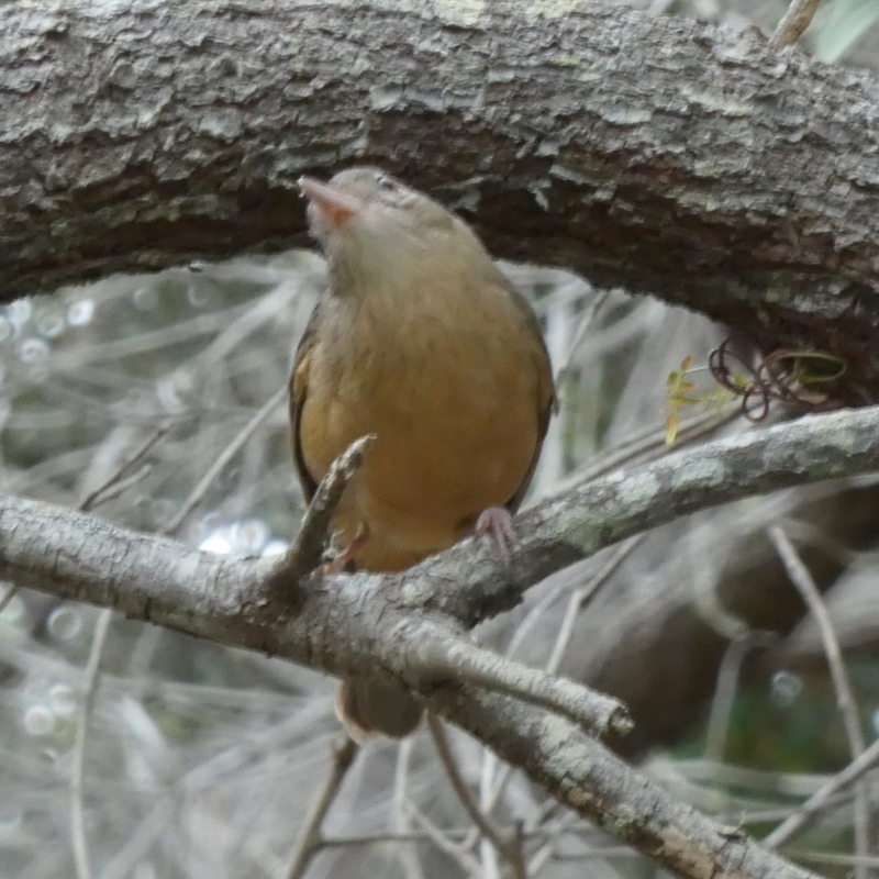 Colluricincla rufogaster