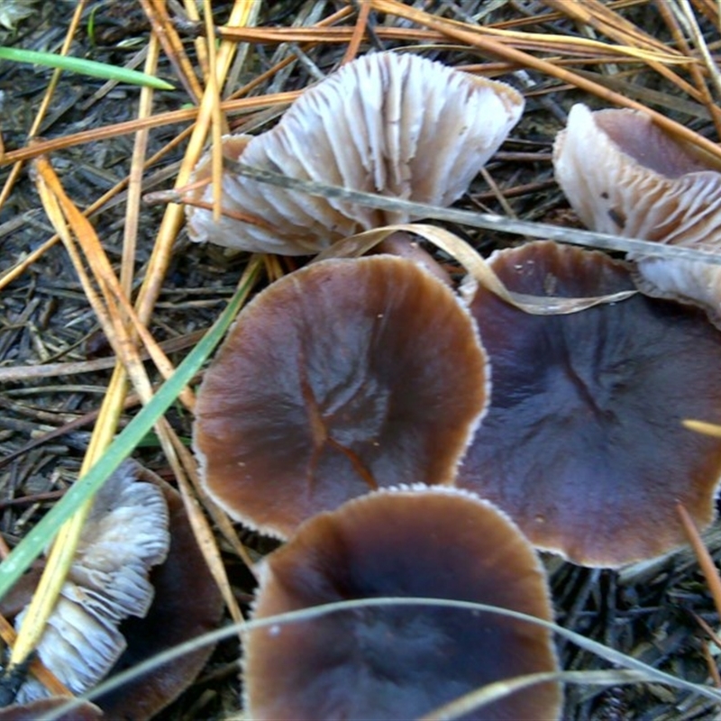 Collybia s.l.