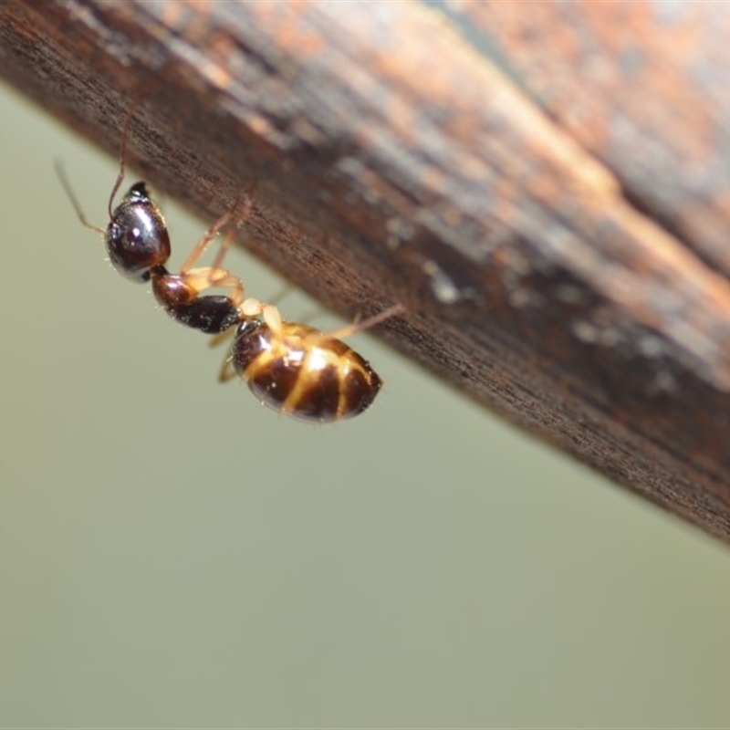 Colobopsis macrocephala