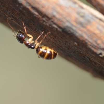 Colobopsis macrocephala