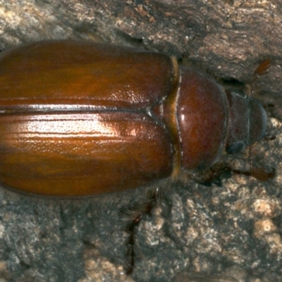 Colpochila sp. (genus)