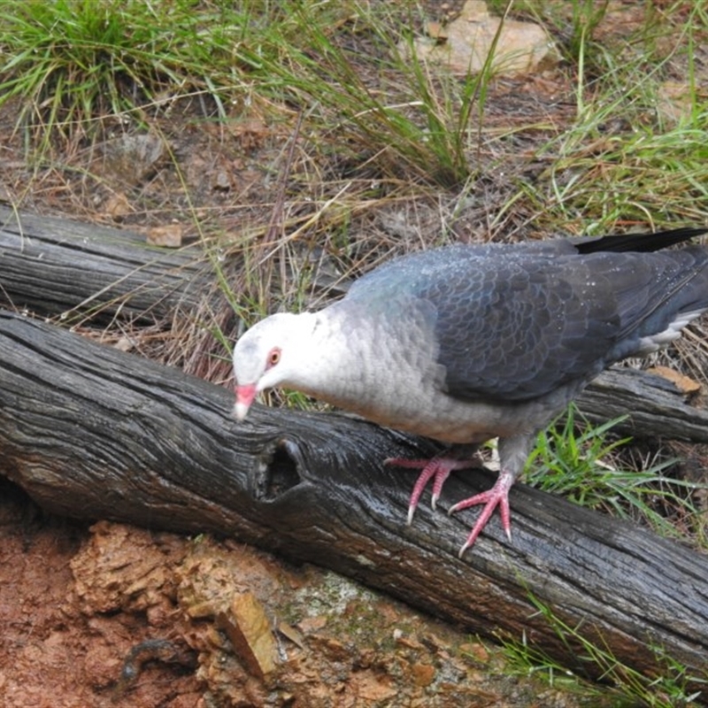 Columba leucomela