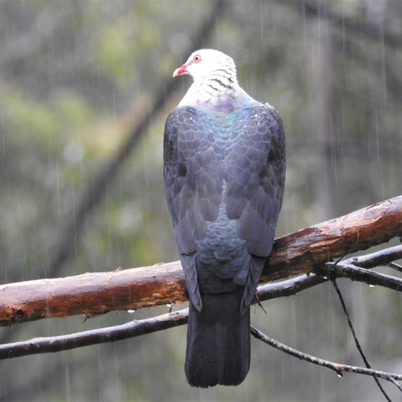 Columba leucomela