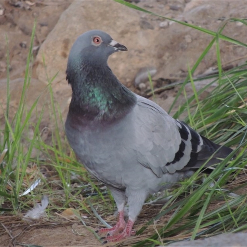 Columba livia