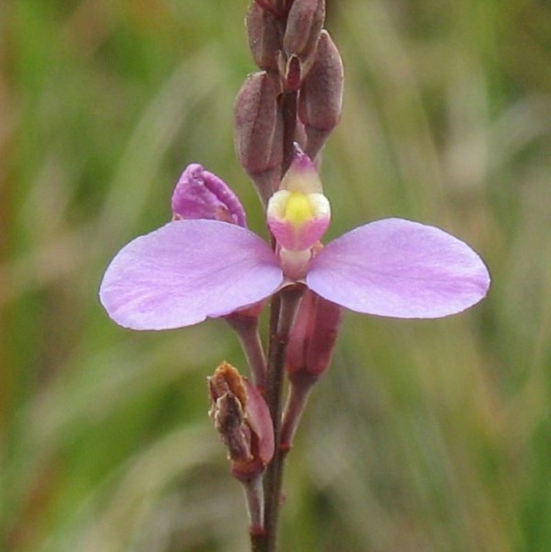 Comesperma defoliatum