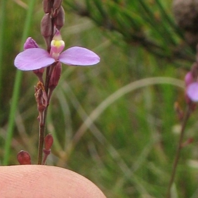 Comesperma defoliatum