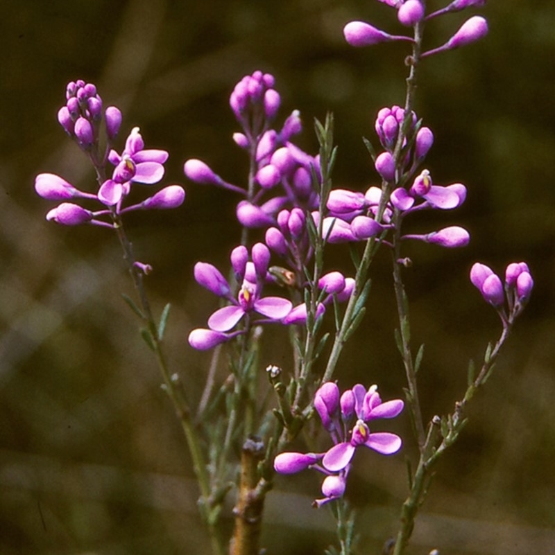 Comesperma ericinum