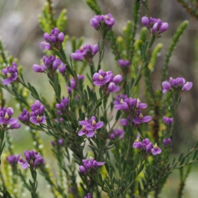 Comesperma retusum