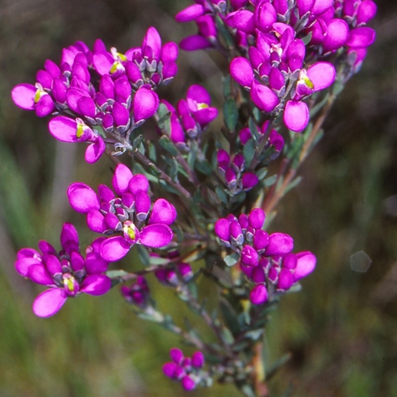 Comesperma retusum