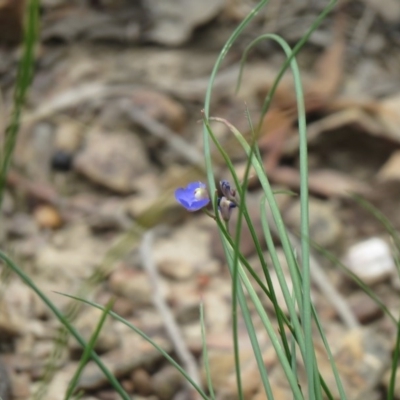 Comesperma sphaerocarpum