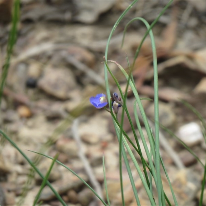 Comesperma sphaerocarpum