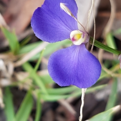 Comesperma sphaerocarpum