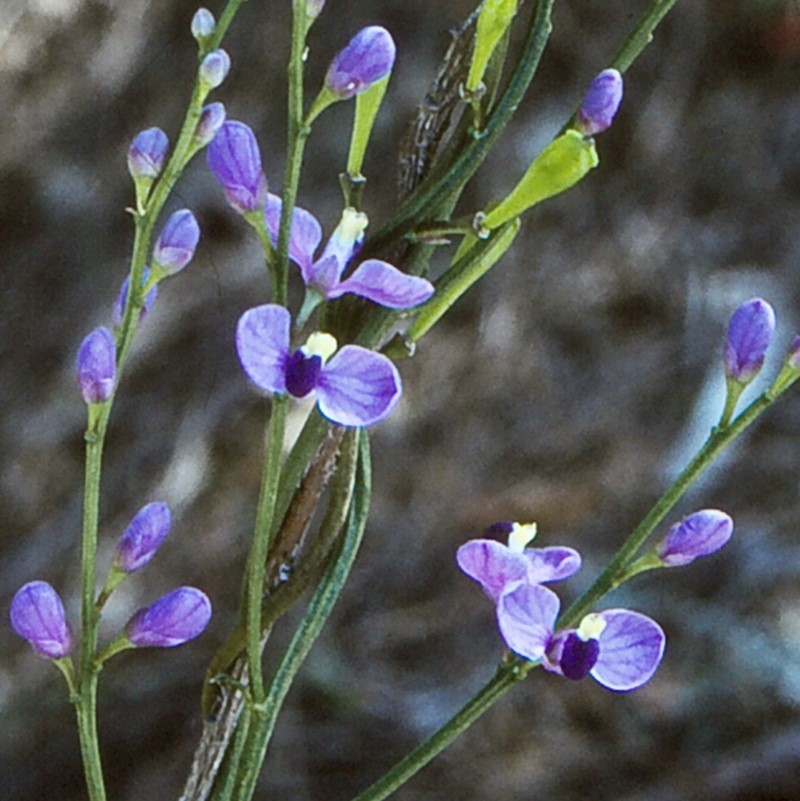 Comesperma volubile