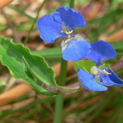 Commelina cyanea