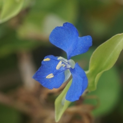 Commelina cyanea