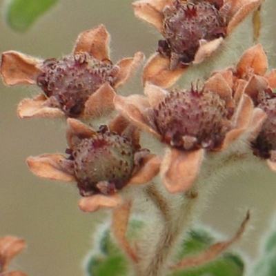 Commersonia breviseta