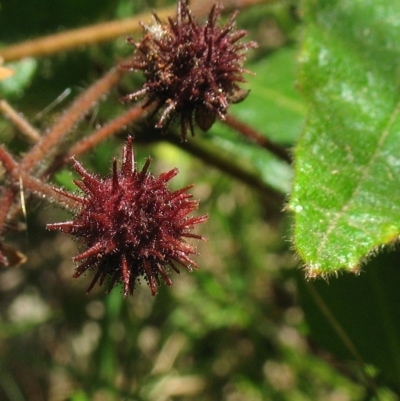 Commersonia dasyphylla