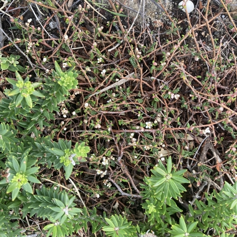 Commersonia hermanniifolia