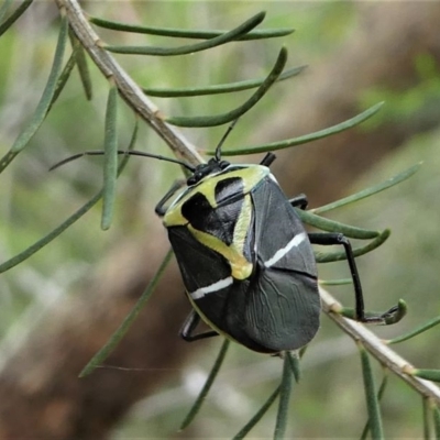 Commius elegans