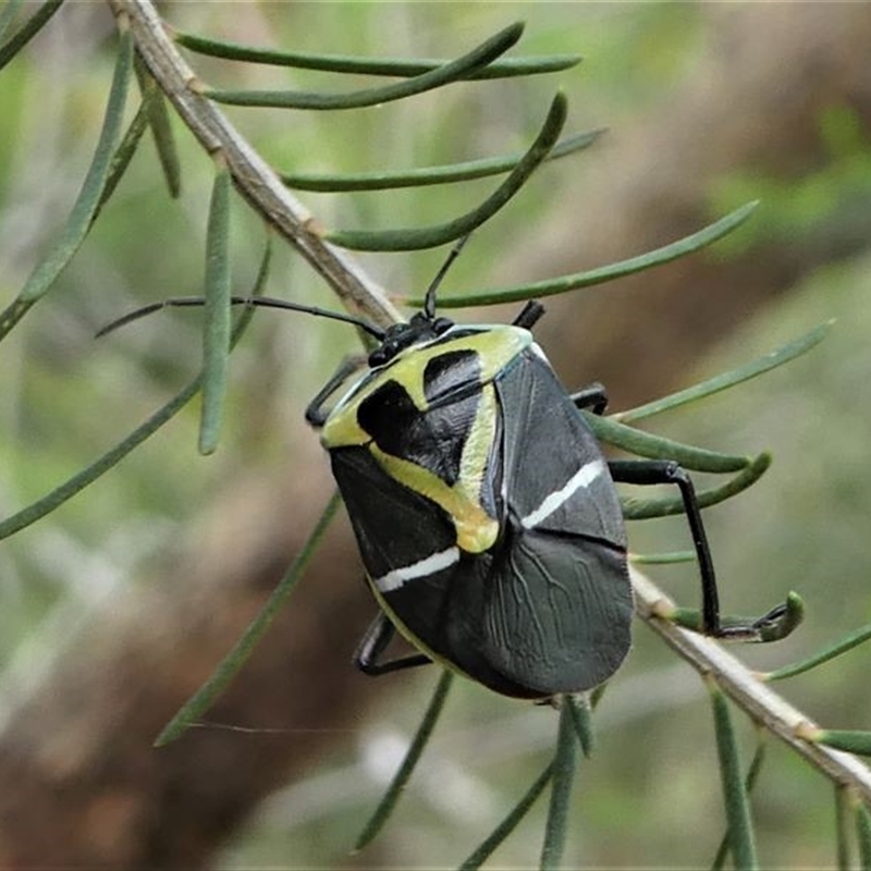 Commius elegans