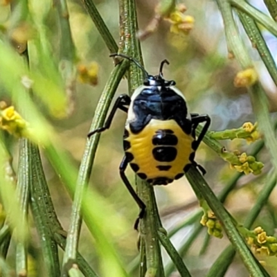 JUVENILE