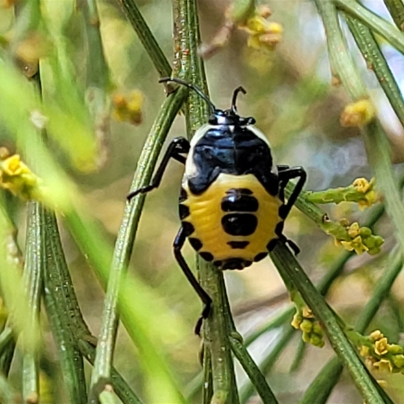 JUVENILE