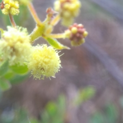 Acacia aureocrinita