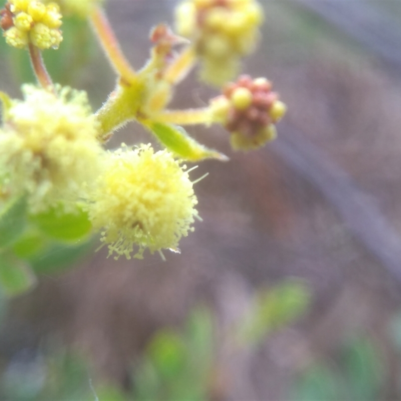 Acacia aureocrinita