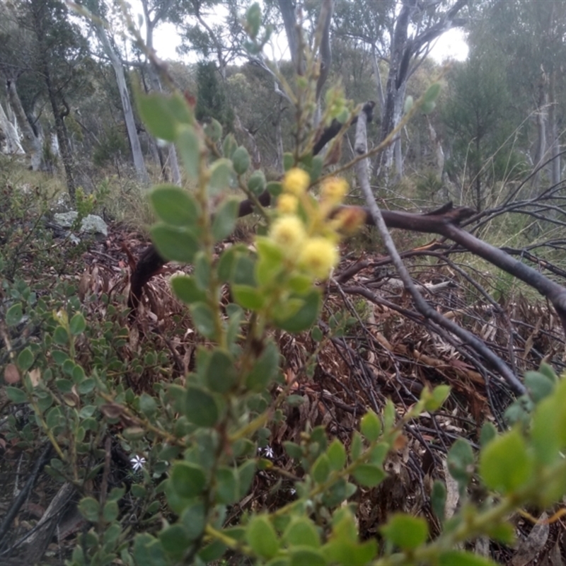 Acacia aureocrinita