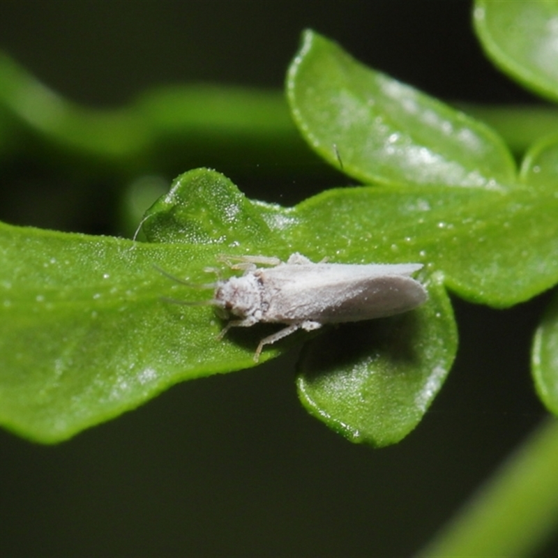 Coniopterygidae (family)
