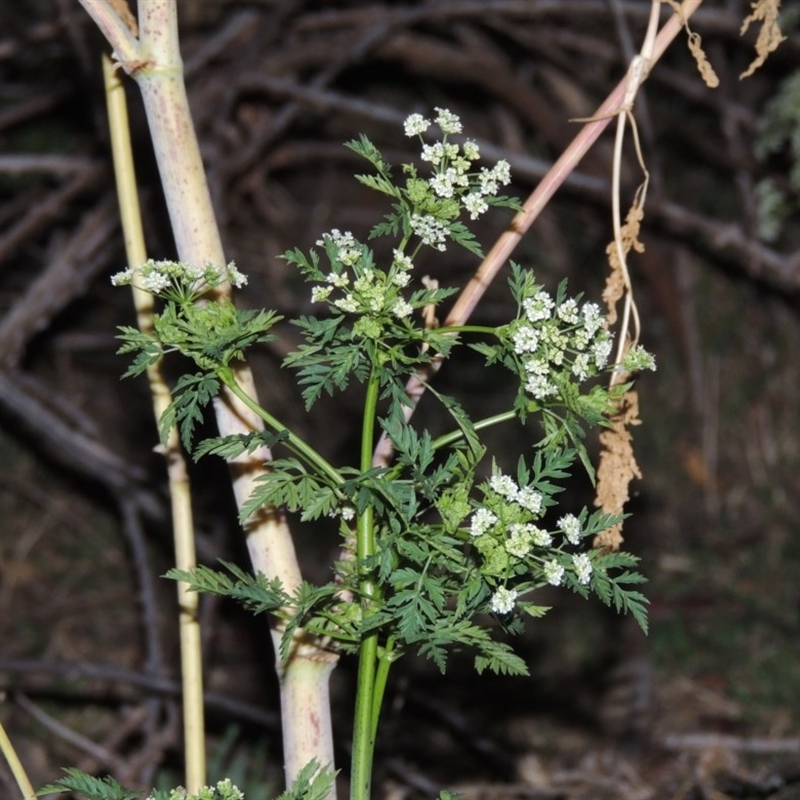 Conium maculatum