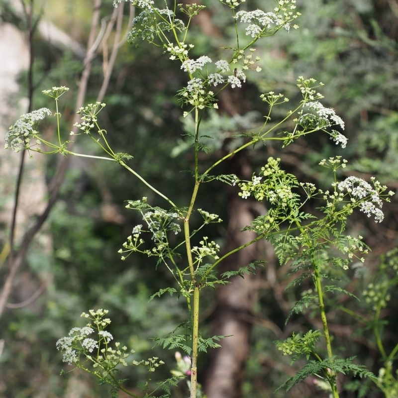 Conium maculatum